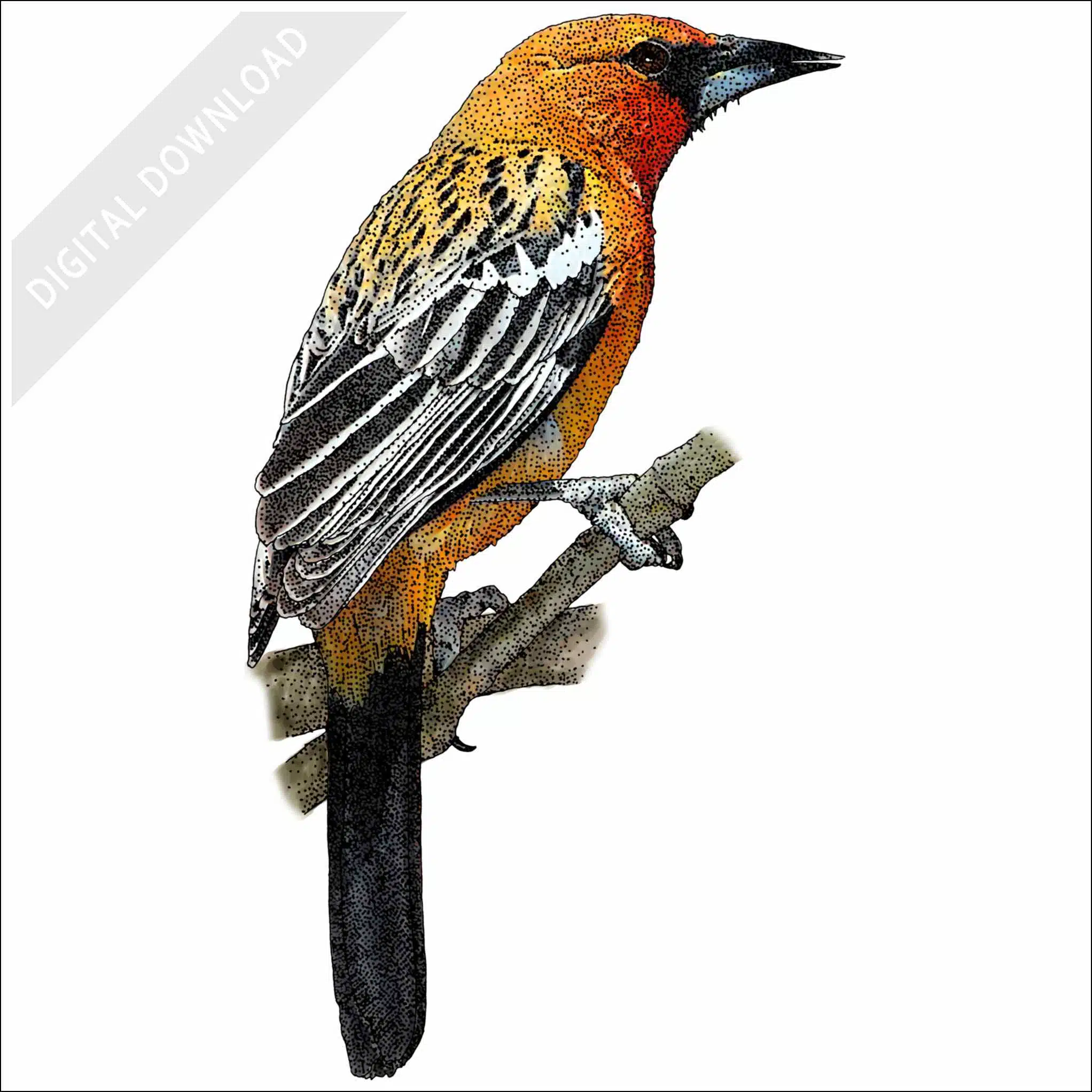 Streak-Backed Oriole Streak-Backed Oriole stock image