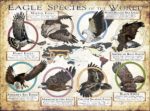 Eagle Species of the World poster print
