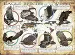 Eagle Species of the World poster print