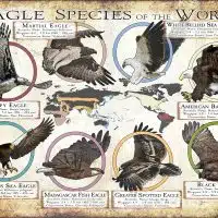 Eagle Species of the World poster print