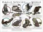 Eagle Species of the World poster print