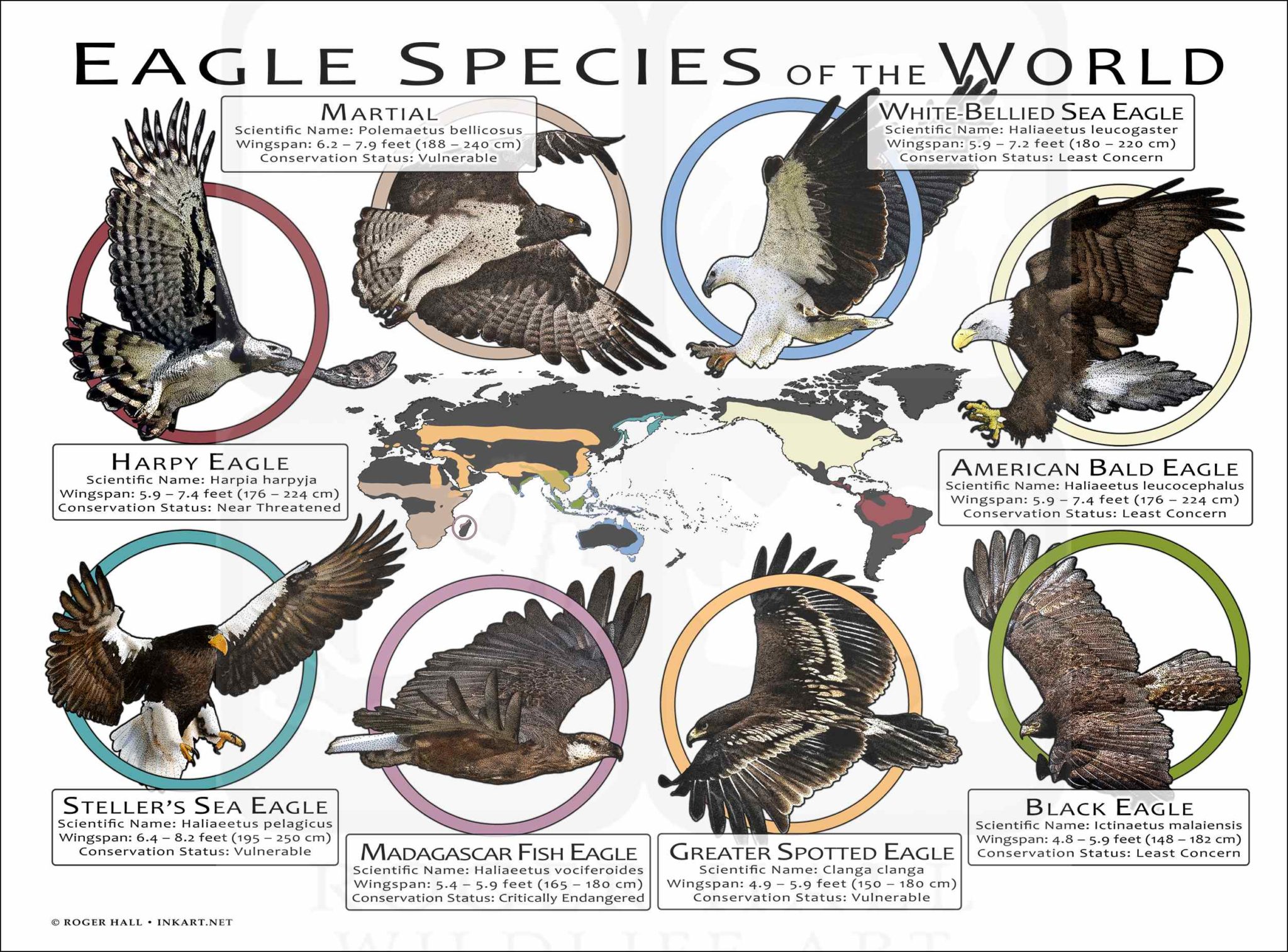 Eagle Species of the World Poster Print