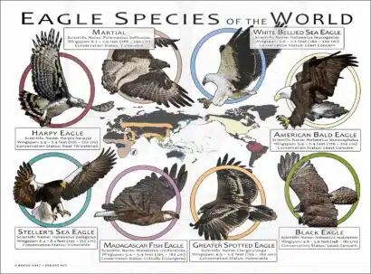 Eagle Species of the World poster print