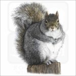 Eastern Grey Squirrel illustration