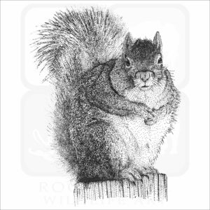 Eastern Grey Squirrel illustration
