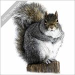 Eastern Grey Squirrel stock image