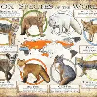 Fox Species of the World poster print