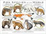 Fox Species of the World poster print
