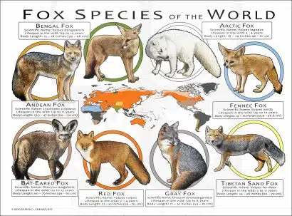 Fox Species of the World poster print