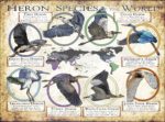 Heron Species of the World poster print