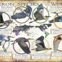 Heron Species of the World poster print
