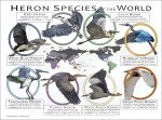 Heron Species of the World poster print