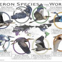 Heron Species of the World poster print