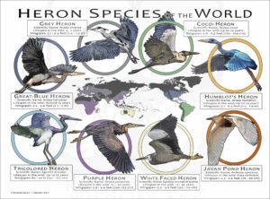 Heron Species of the World poster print