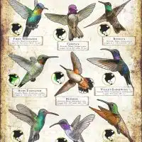 Hummingbirds of the Americas poster print