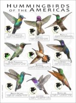 Hummingbirds of the Americas poster print