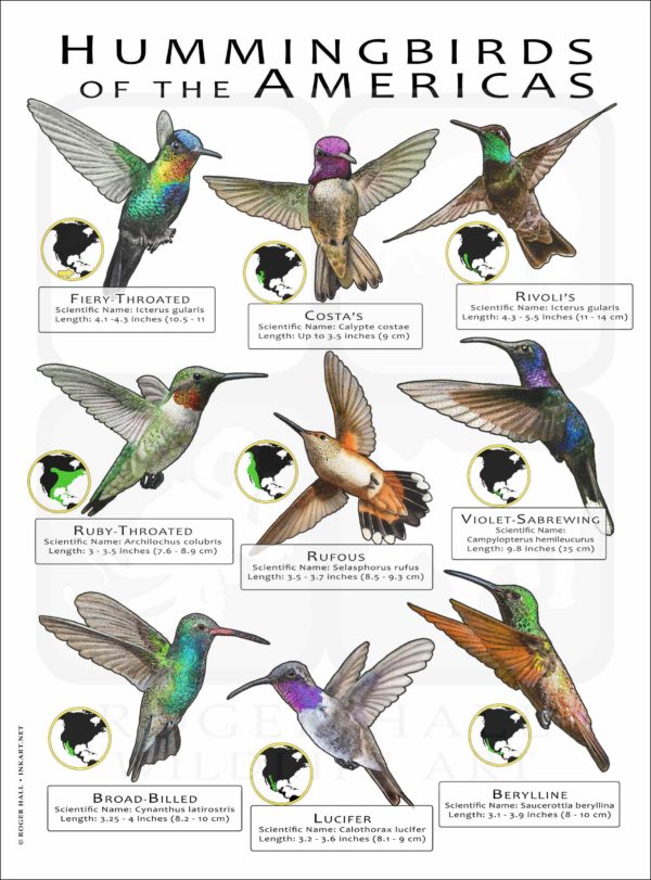 Hummingbirds of the Americas poster print