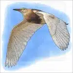 Javan Pond Heron image