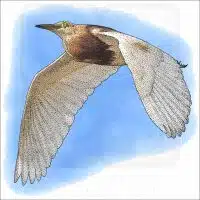 Javan Pond Heron image