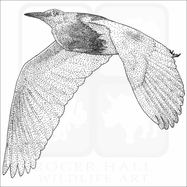 Javan Pond Heron drawing