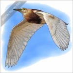 Javan Pond Heron stock image