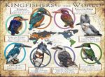 Kingfishers of the World poster print