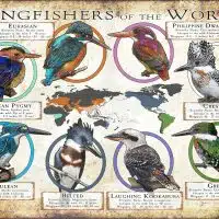 Kingfishers of the World poster print