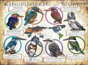 Kingfishers of the World poster print