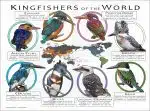 Kingfishers of the World poster print