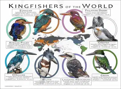 Kingfishers of the World poster print