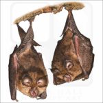 Lesser Horseshoe Bats image