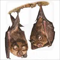Lesser Horseshoe Bats image