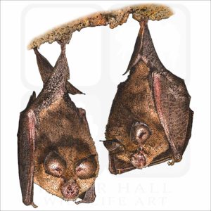 Lesser Horseshoe Bats image