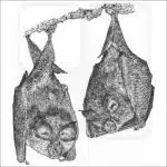 Lesser Horseshoe Bats poster print