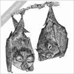 Lesser Horseshoe Bat illustration