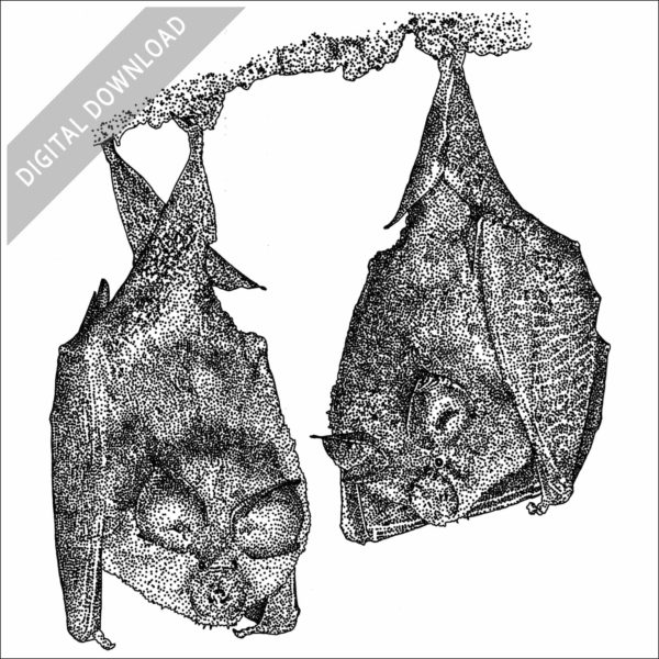 Lesser Horseshoe Bat illustration