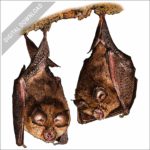 Lesser Horseshoe Bats stock image