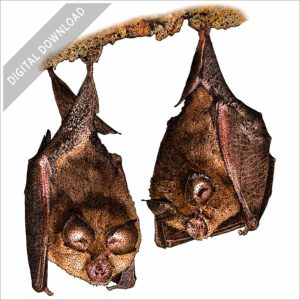 Lesser Horseshoe Bats stock image