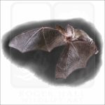 Lesser Long-Eared Bat illustration