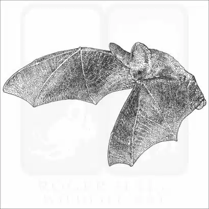 Lesser Long-Eared Bat illustration