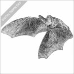 Lesser Long-Eared Bat stock image