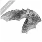 Lesser Long-Eared Bat stock image
