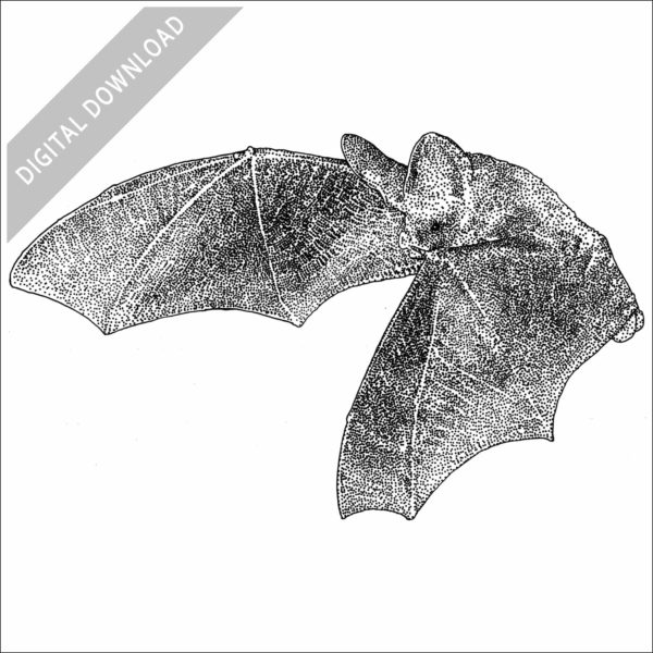 Lesser Long-Eared Bat stock image