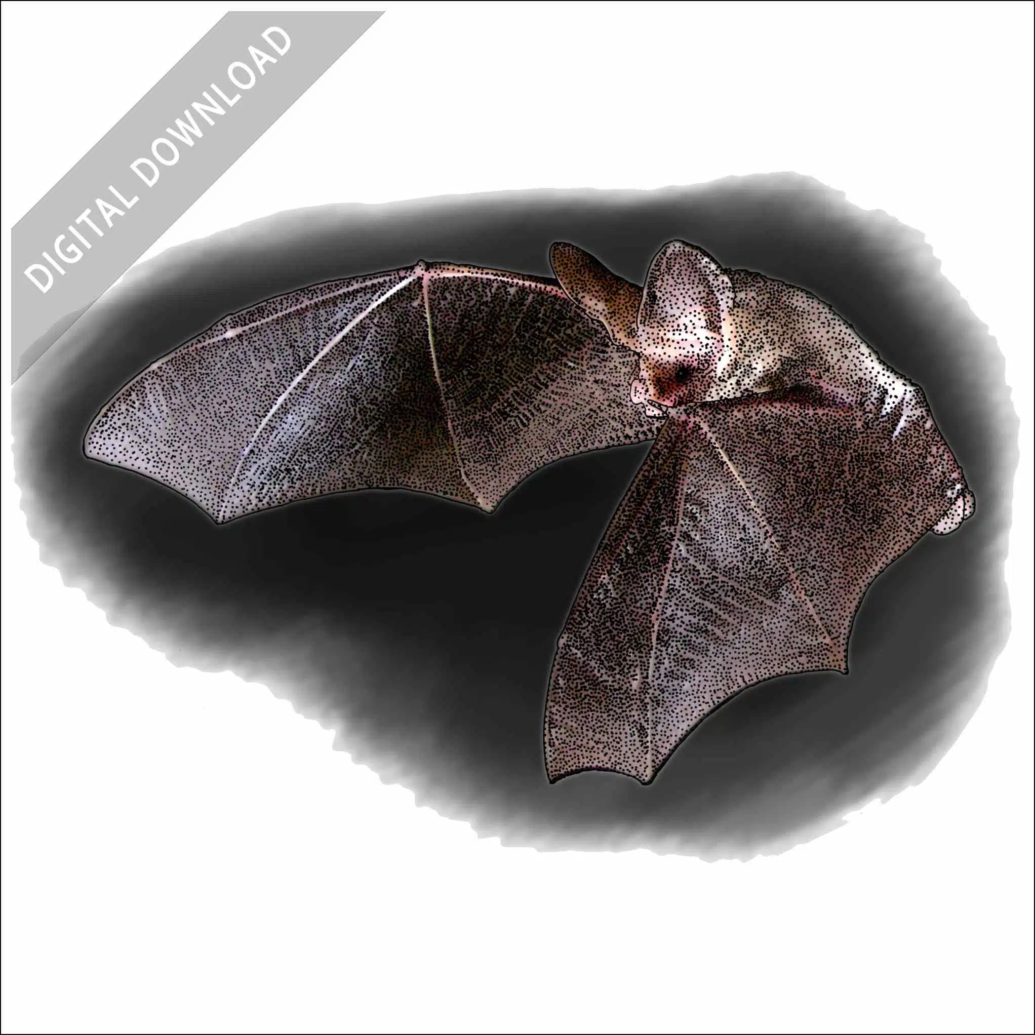 Lesser Long-Eared Bat Lesser Long-Eared Bat stock image