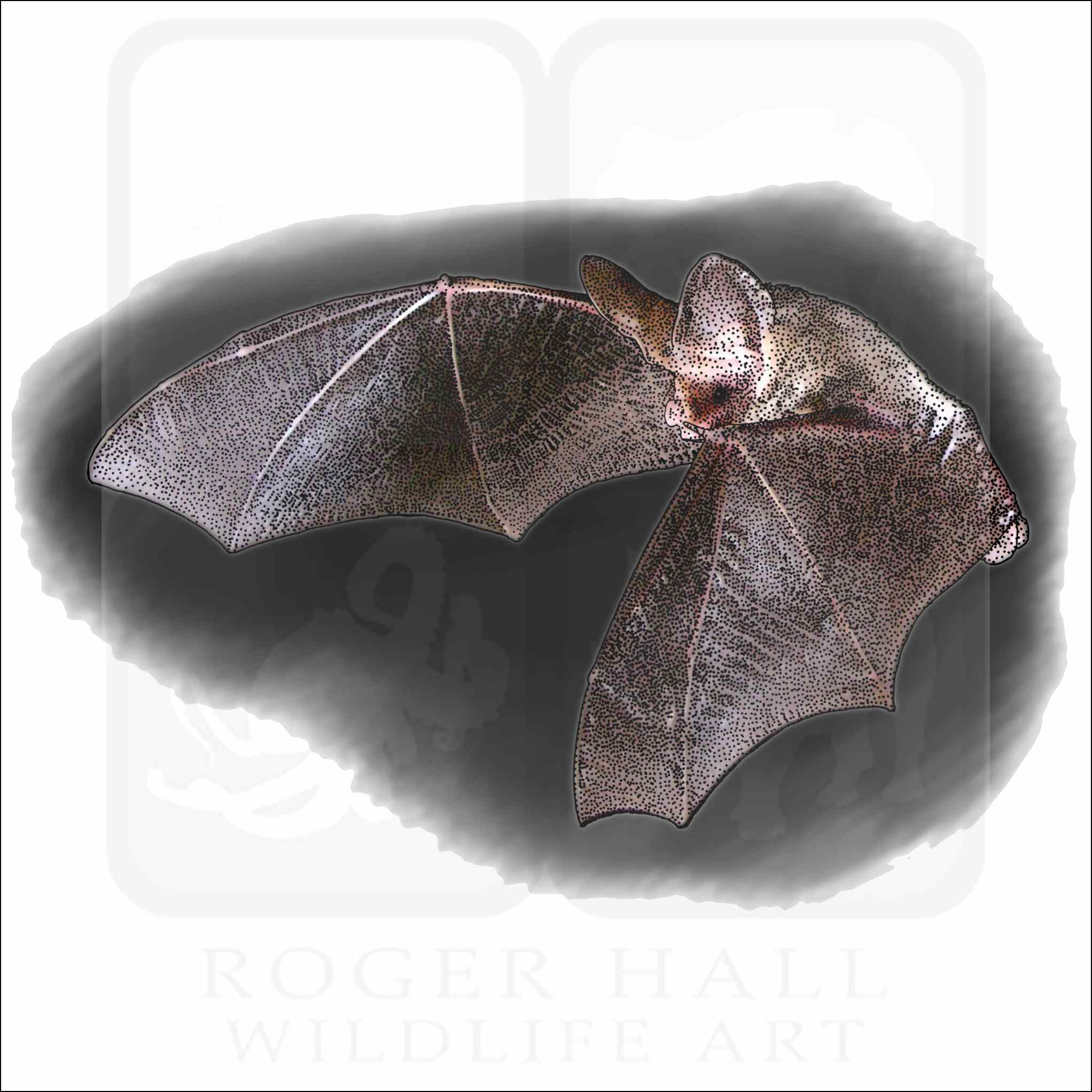 Lesser Long-Eared Bat Lesser Long-Eared Bat illustration