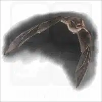 Natal Long-Fingered Bat illustration