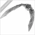 Natal Long-Fingered Bat stock image