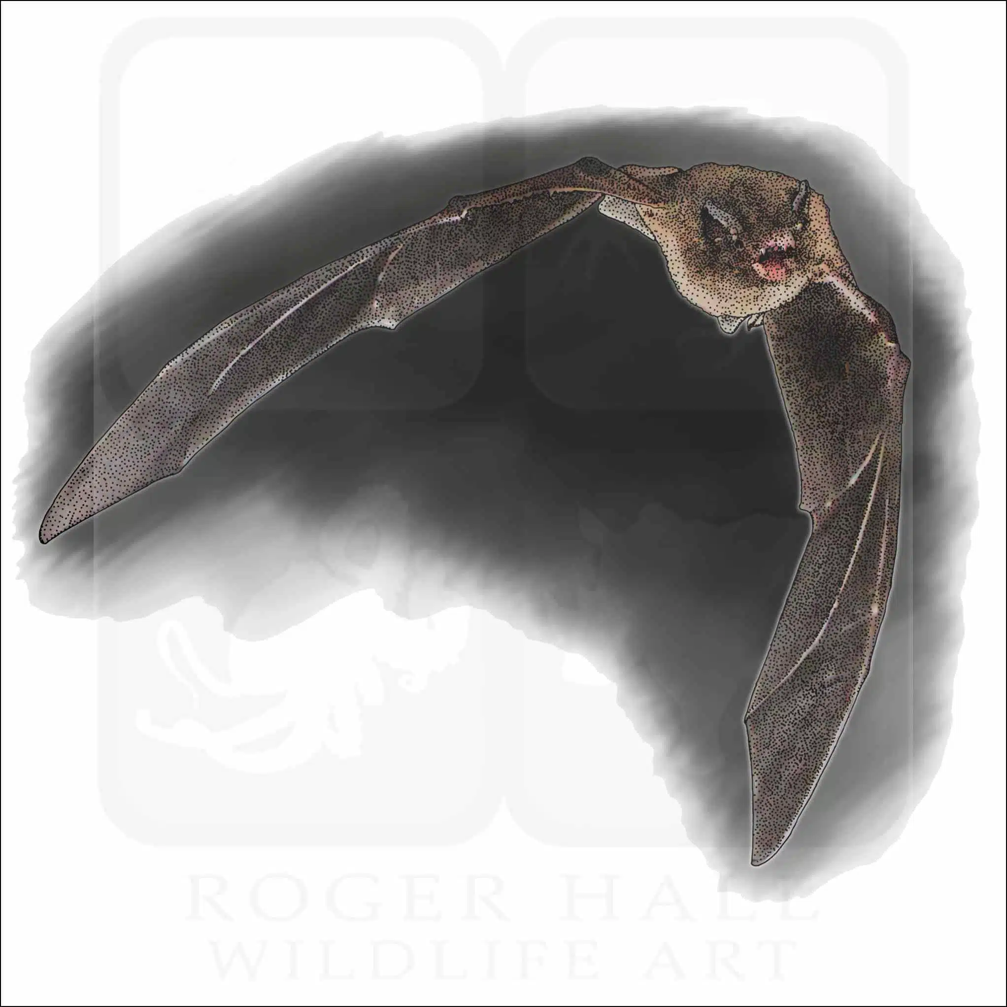 Natal Long-Fingered Bat Natal Long-Fingered Bat illustration
