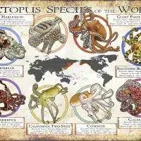 Octopus Species of the World poster print