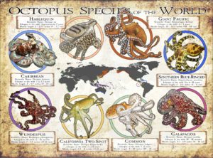 Octopus Species of the World poster print